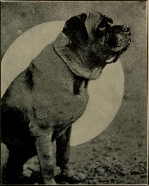 Image from page 178 of "Dogs of all nations. In prose and rhyme" (1903)