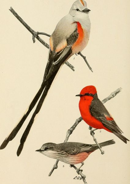 Image from page 299 of "Bird lore" (1899)