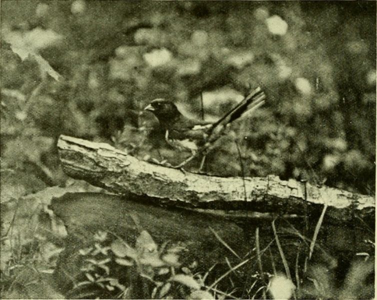 Image from page 207 of "Bird lore" (1899)