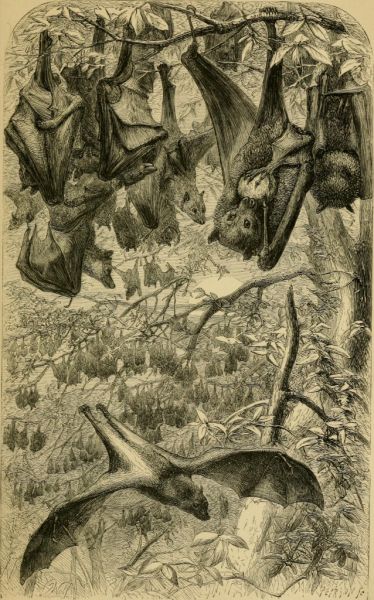 Image from page 48 of "Sketches of the natural history of Ceylon : with narratives and anecdotes illustrative of the habits and instincts of the mammalia, birds, reptiles, fishes, insects, &c. : including a monograph of the elephant and a description of t