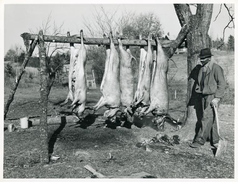 Hog killing on Milton Puryeur place; He is a Negro owner of ...