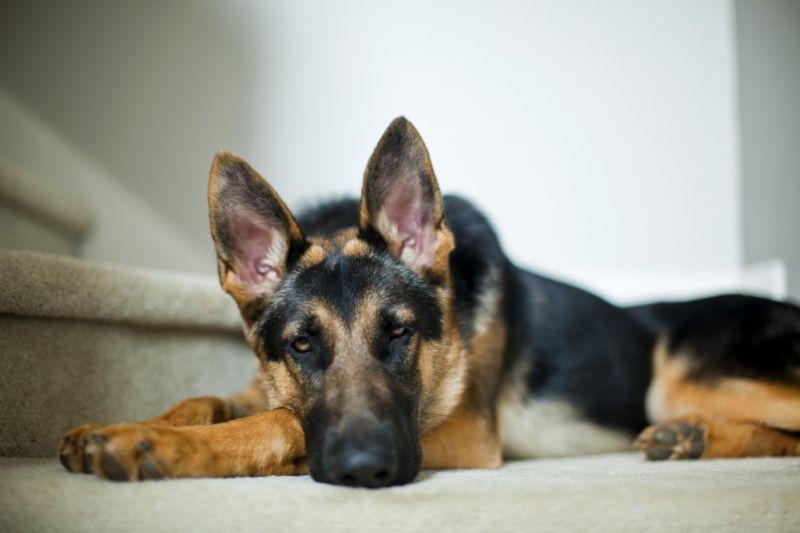 Owning a Guard Dog Doesn&#39;t Mean You Don&#39;t Need a Security System