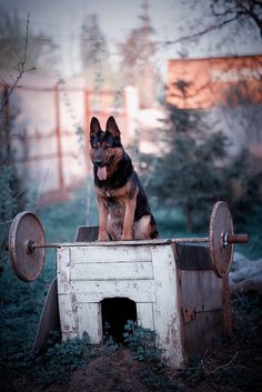 Guard Dog #Rottweiler | Rottweiler | Pinterest