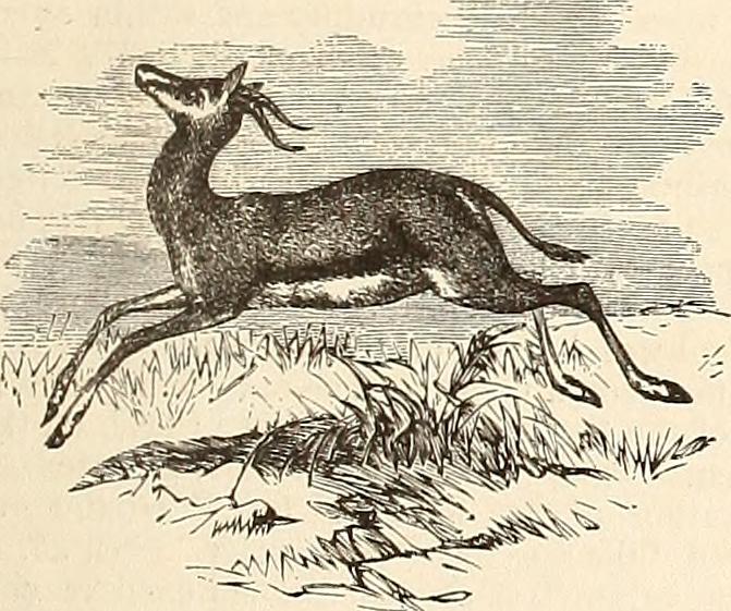 Image from page 954 of "A comprehensive dictionary of the Bible" (1871)