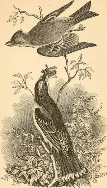 Image from page 108 of "Our own birds : a familiar natural history of the birds of the United States" (1879)