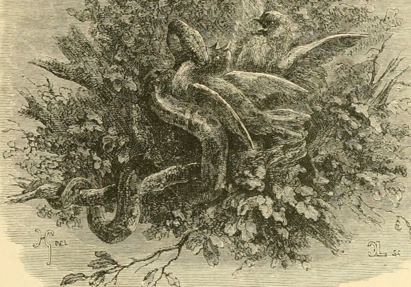Image from page 180 of "The bird" (1869)