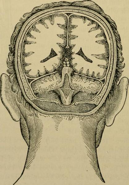 Image from page 195 of "The physiology and hygiene of the house in which we live" (1887)