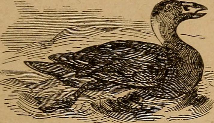 Image from page 438 of "Webster's practical dictionary. A practical dictionary of the English language, giving the correct spelling, pronunciation and definitions of words based on the Unabridged dictionary of Noah Webster .." (1906)