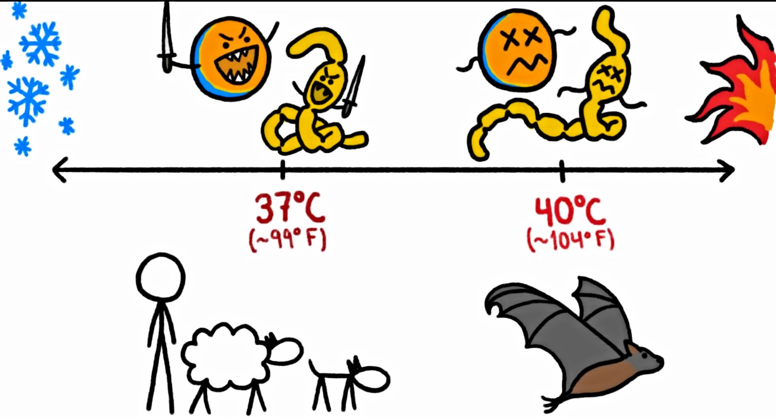 flight-induced fever (40°C) made bats immune to Ebola-viruses, while training the Ebola-viruses to be immune to non-flying-mammals (37 °C) like us {illustration}