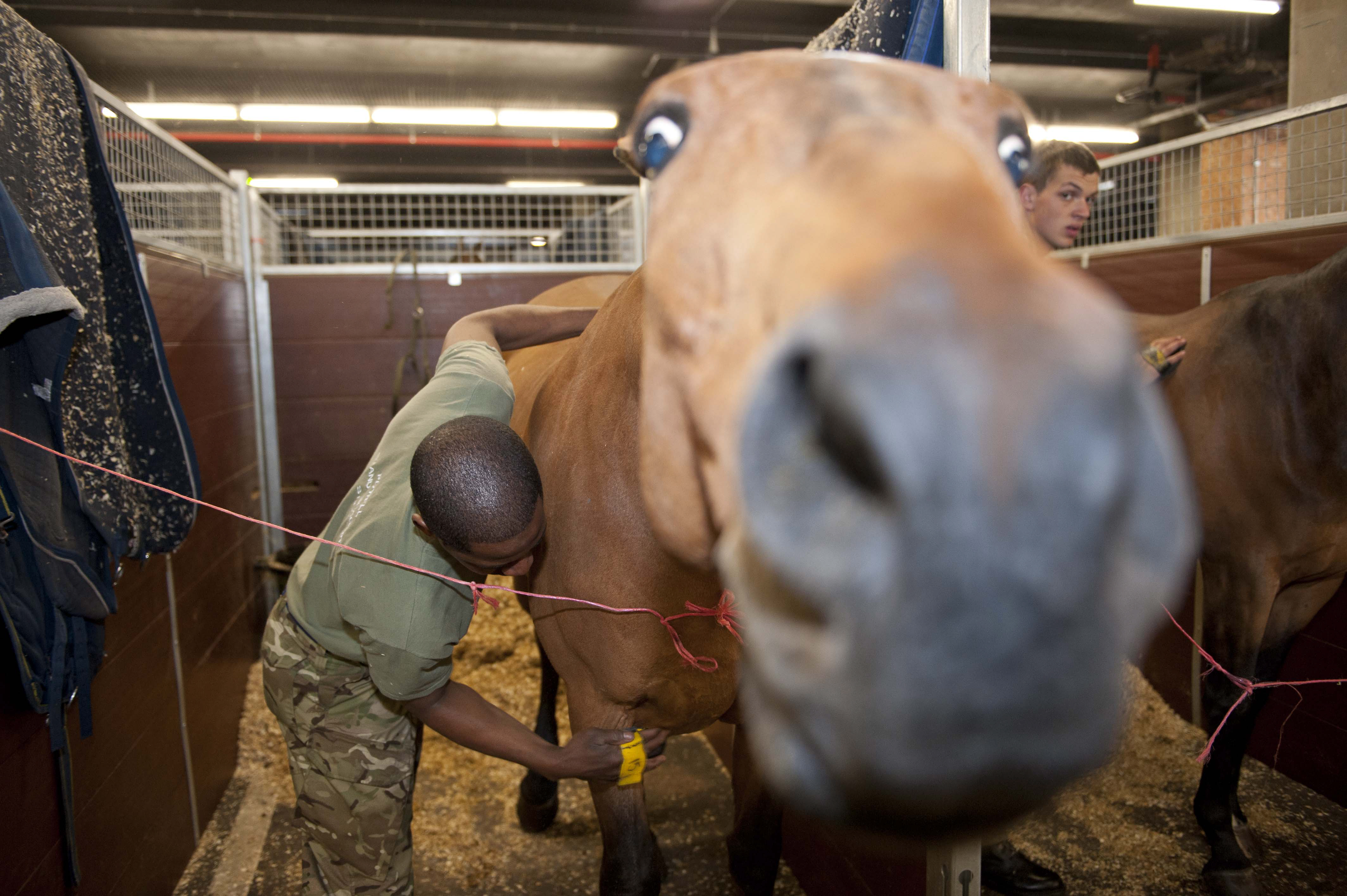 Soldier from King's Troop Royal Horse Artillery Prepares a Horse for Diamond Jubilee Procession