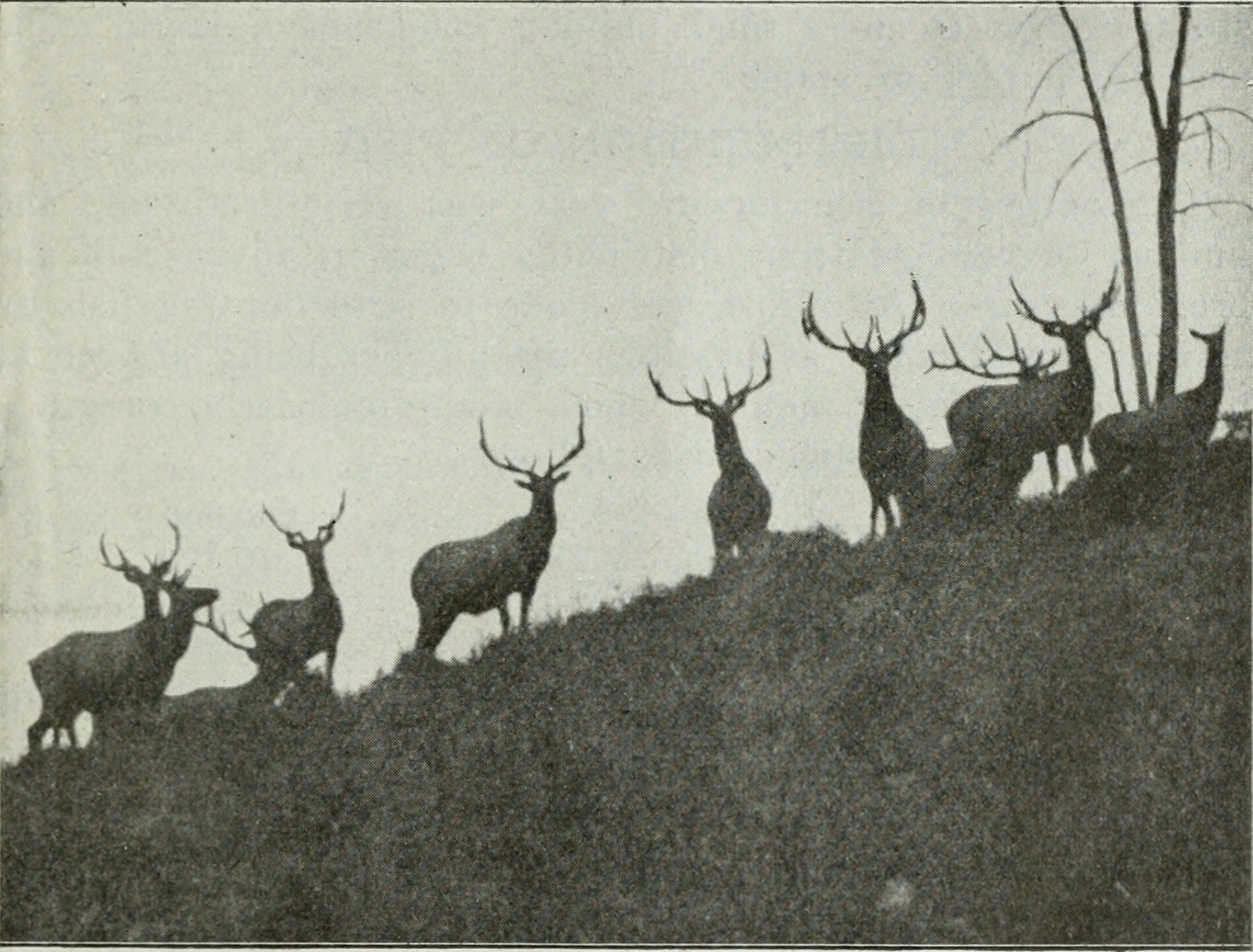 Image from page 22 of "Biennial report of the State Game and Fish Warden and Montana State Fish Commission of the State of Montana" (1912)