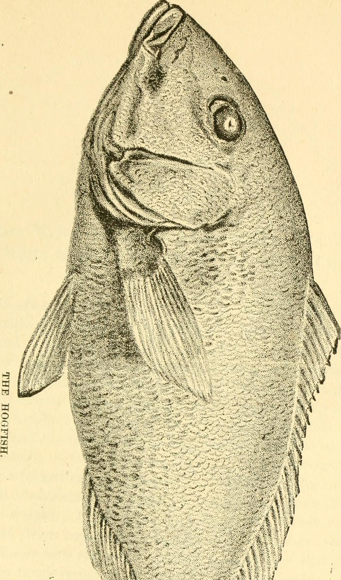 Image from page 147 of "The fishes of the east Atlantic coast, that are caught with hook and line" (1884)