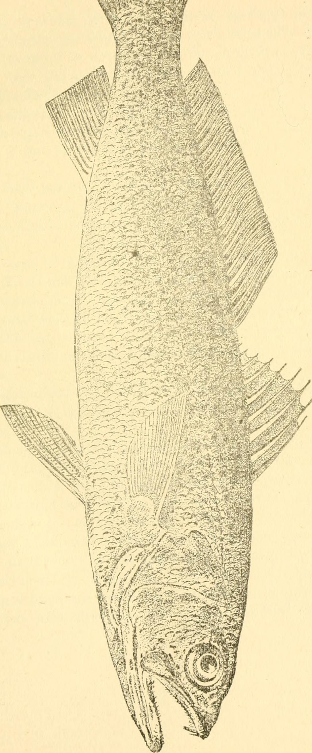 Image from page 27 of "The fishes of the east Atlantic coast, that are caught with hook and line" (1884)