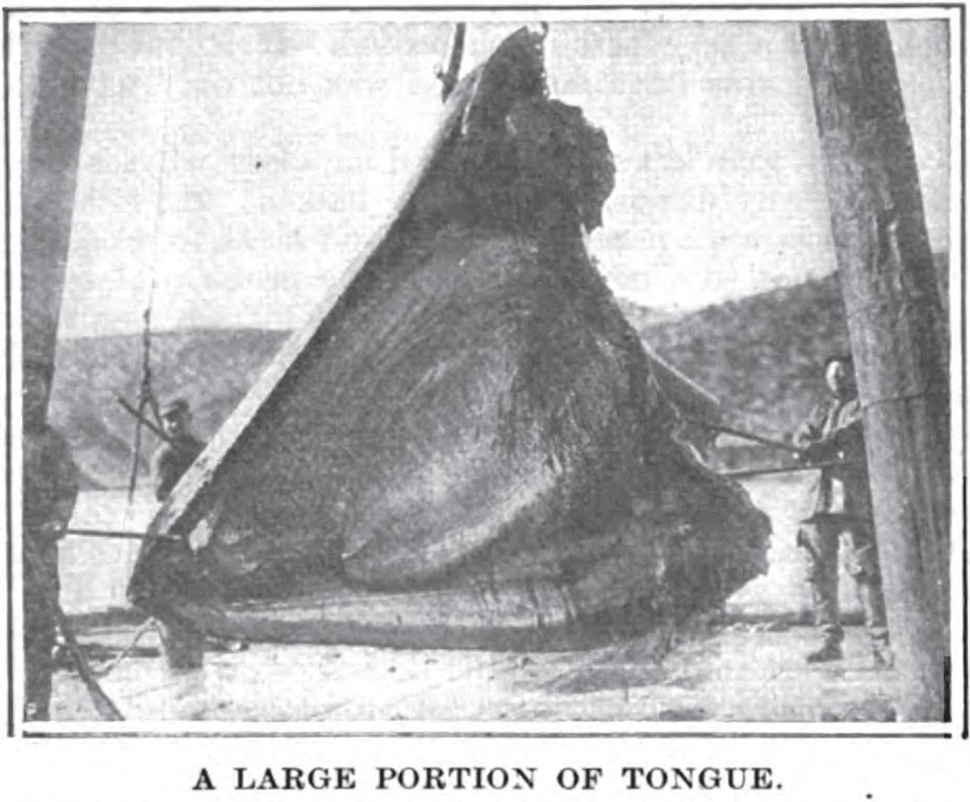 Whale Tongue