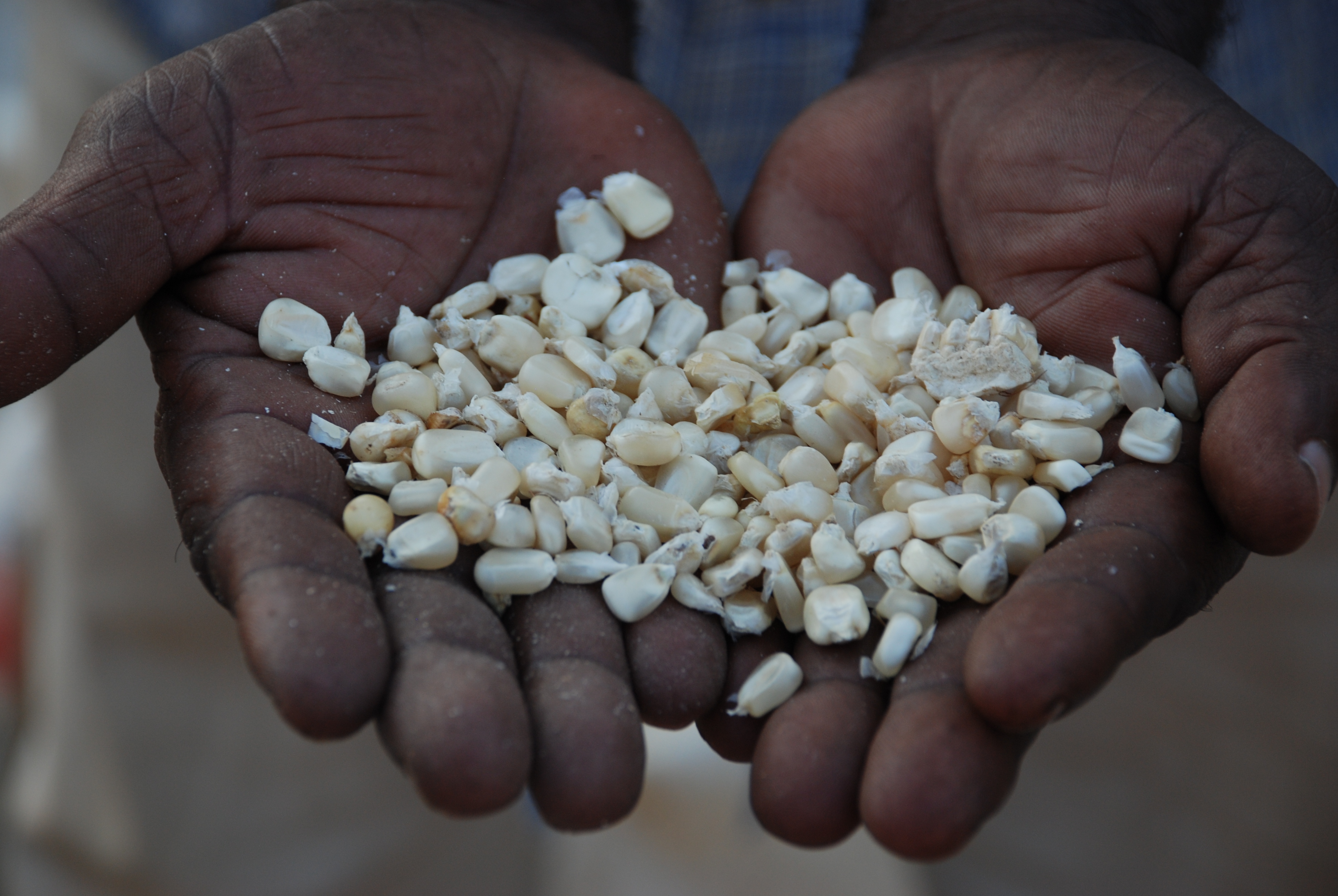 A handful of drought tolerant maize seed