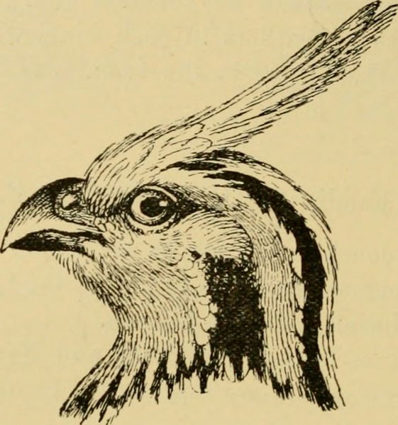 Image from page 133 of "The birds of British Guiana : based on the collection of Frederick Vavasour McConnell ..." (1916)