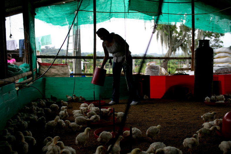 Raising poultry in Colombia