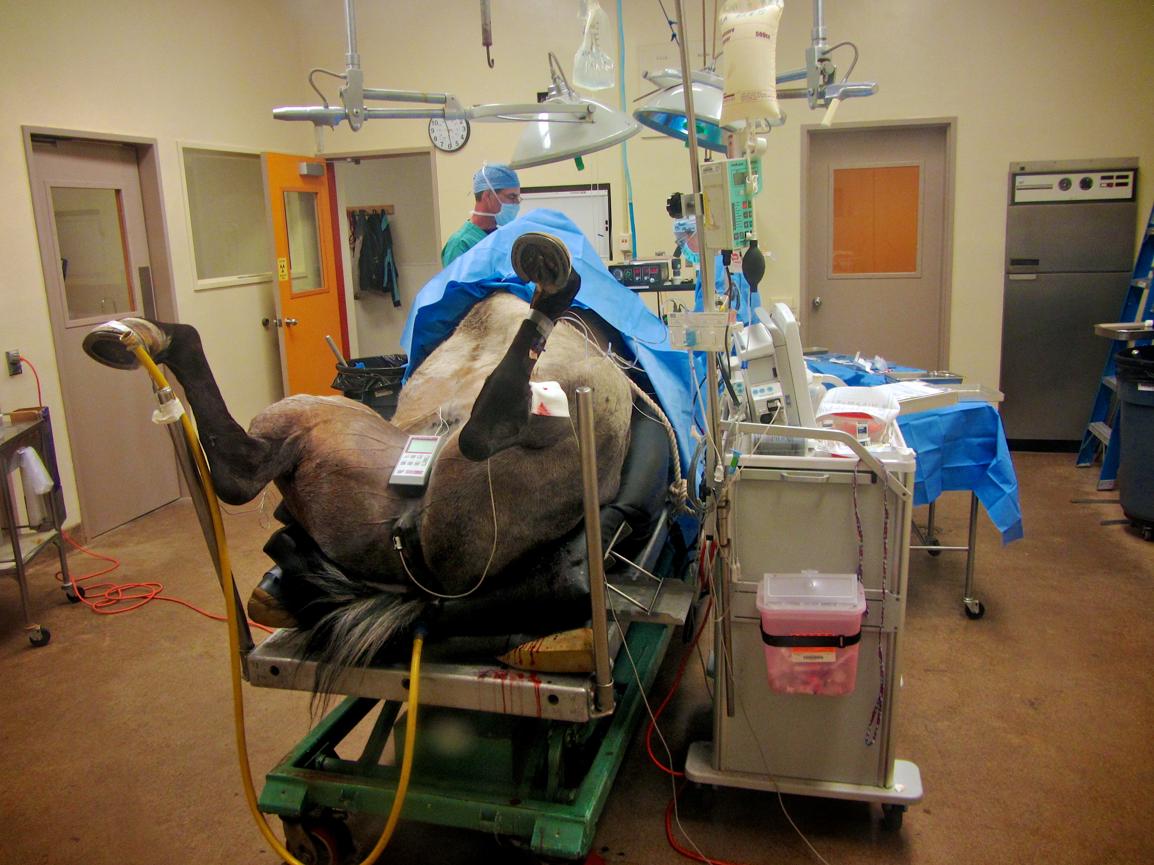 UC Davis Veterinary Surgery