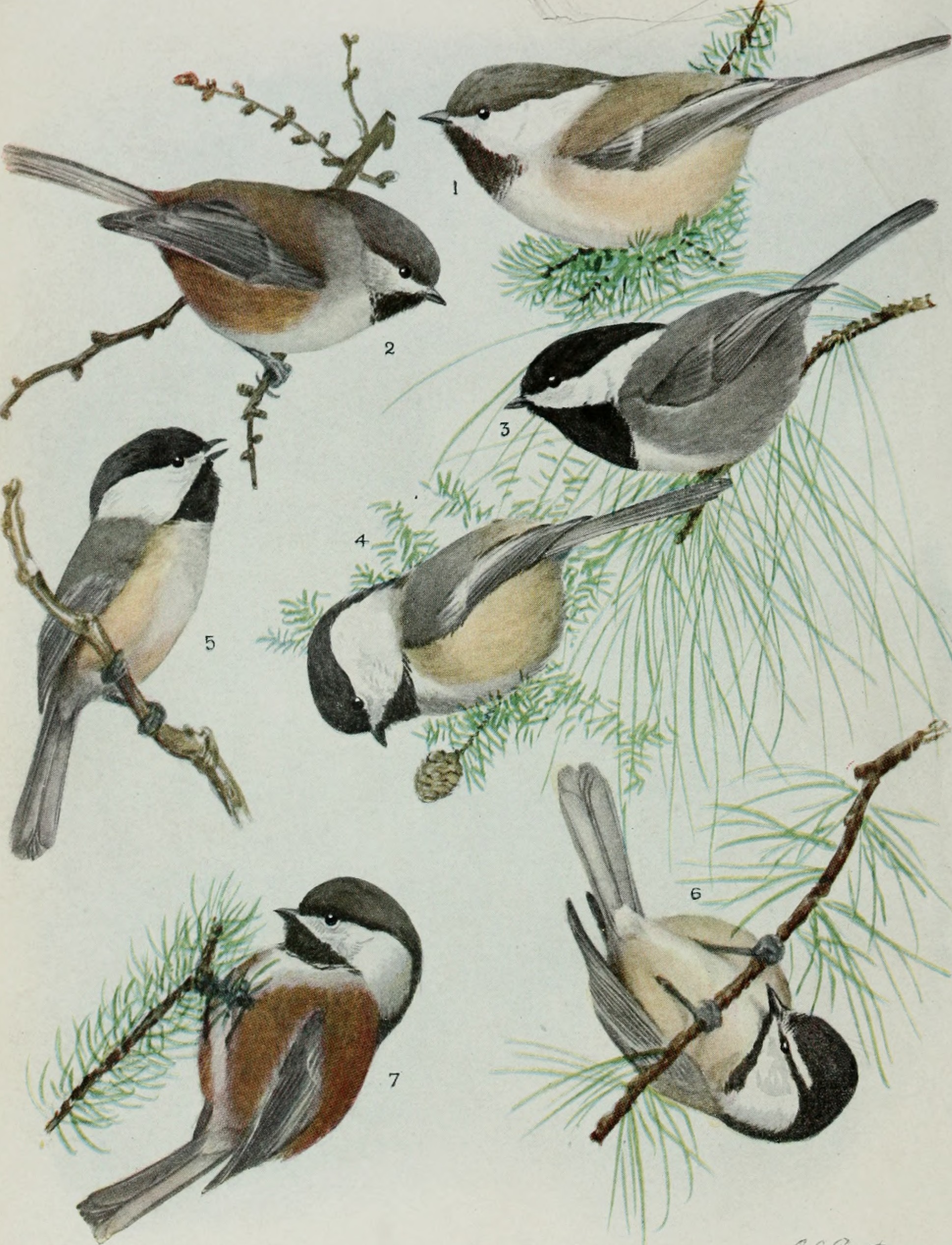 Image from page 17 of "Bird-lore" (1899)