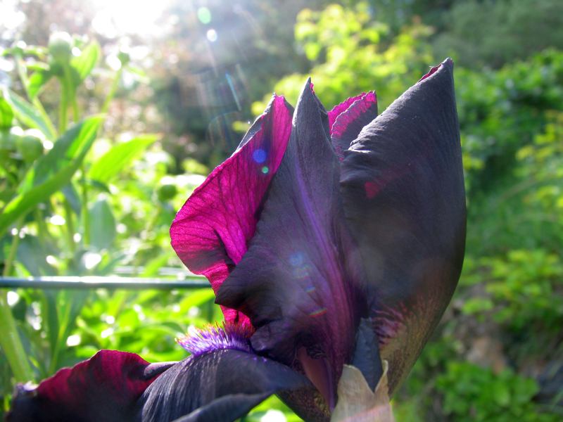deep purple iris backlit