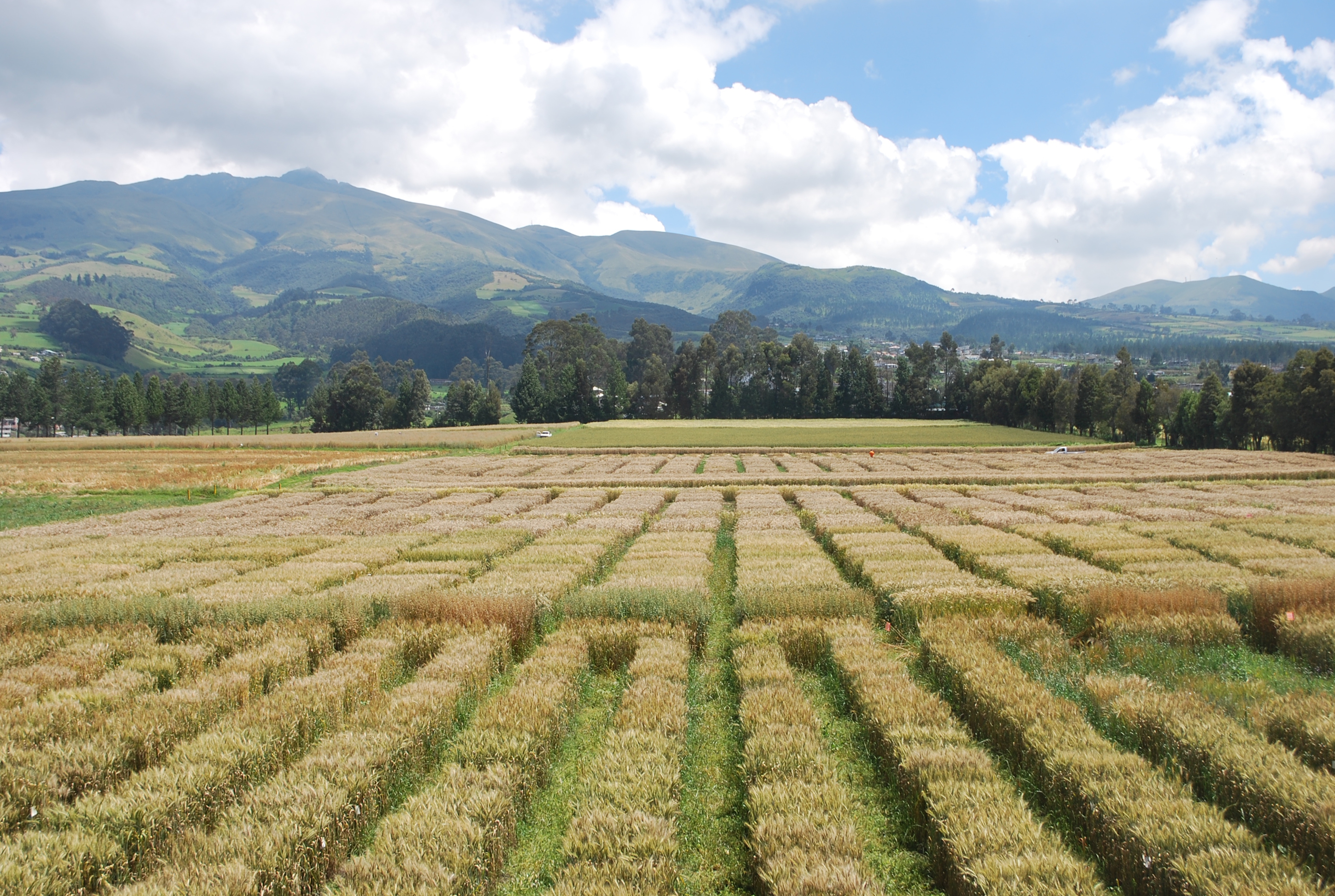 CIMMYT international wheat nurseries growing in Ecuador