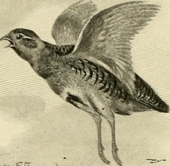 Image from page 365 of "The encyclopaedia of sport" (1897)