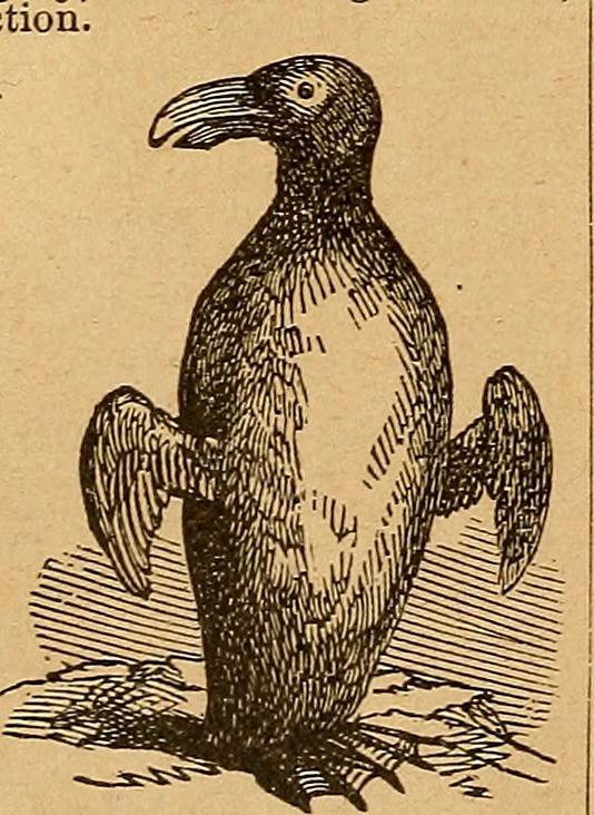 Image from page 35 of "Webster's practical dictionary. A practical dictionary of the English language, giving the correct spelling, pronunciation and definitions of words based on the Unabridged dictionary of Noah Webster .." (1906)