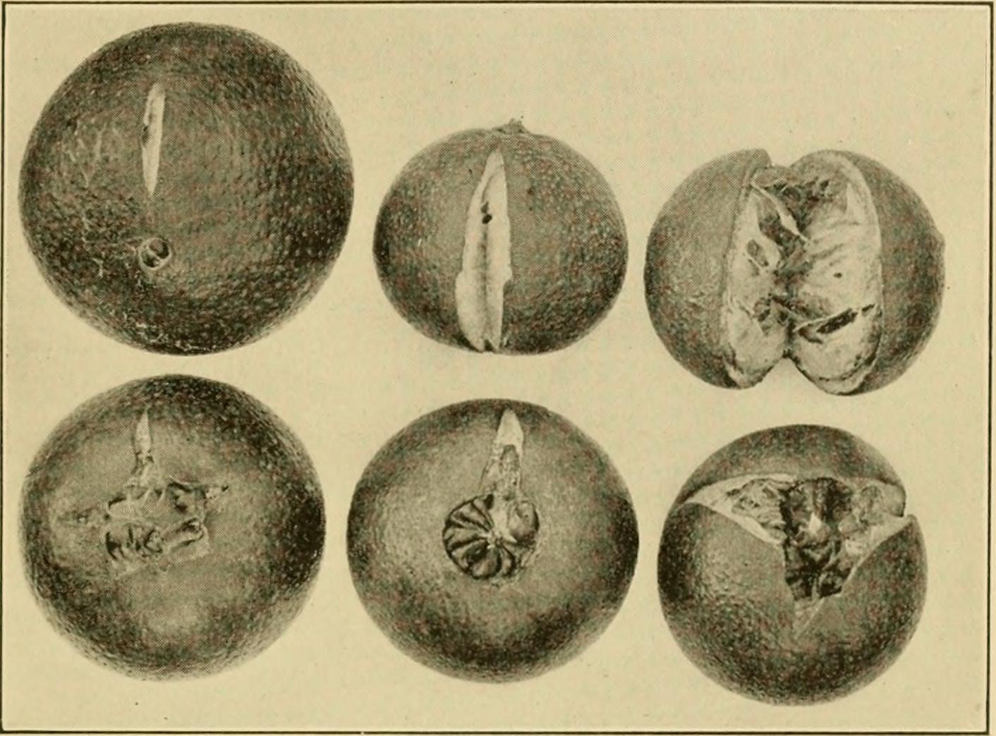 Image from page 354 of "Citrus fruits; an account of the citrus fruit industry, with special reference to California requirements and practices and similar conditions" (1915)