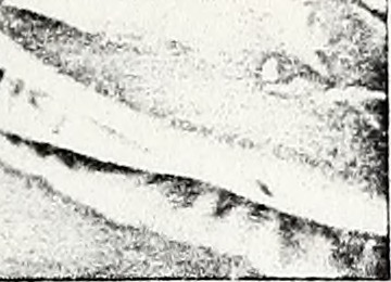 Image from page 308 of "A brief history of the Twenty-Eighth Regiment New York State Volunteers, First Brigade, First Division, Twelfth Corps, Army of the Potomac, from the author's diary and official reports. With the muster-roll of the regiment ... And
