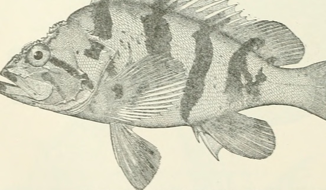 Image from page 779 of "The Americana; a universal reference library, comprising the arts and sciences, literature, history, biography, geography, commerce, etc., of the world" (1908)