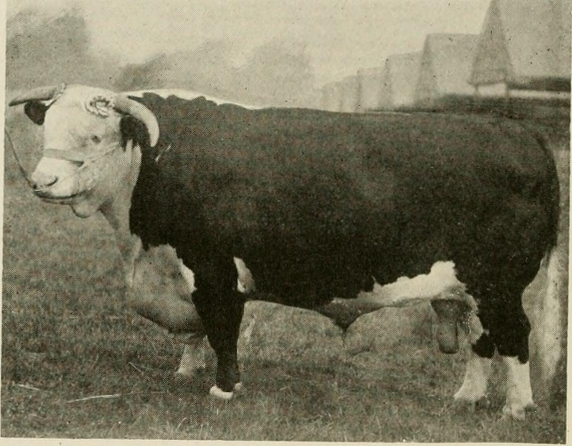 Image from page 121 of "The world's meat future. An account of the live stock position and meat prospects of all leading stock countries of the world, with full lists of freezing works" (1918)