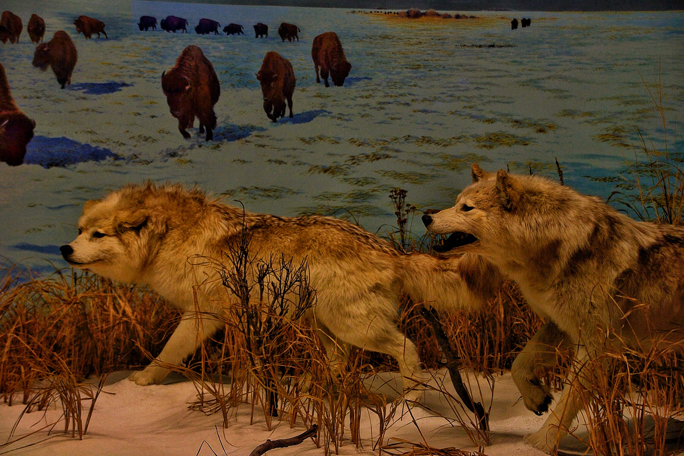 Ottawa Ontario On ~ Canada ~ Canadian Museum of Nature ~ Wolves