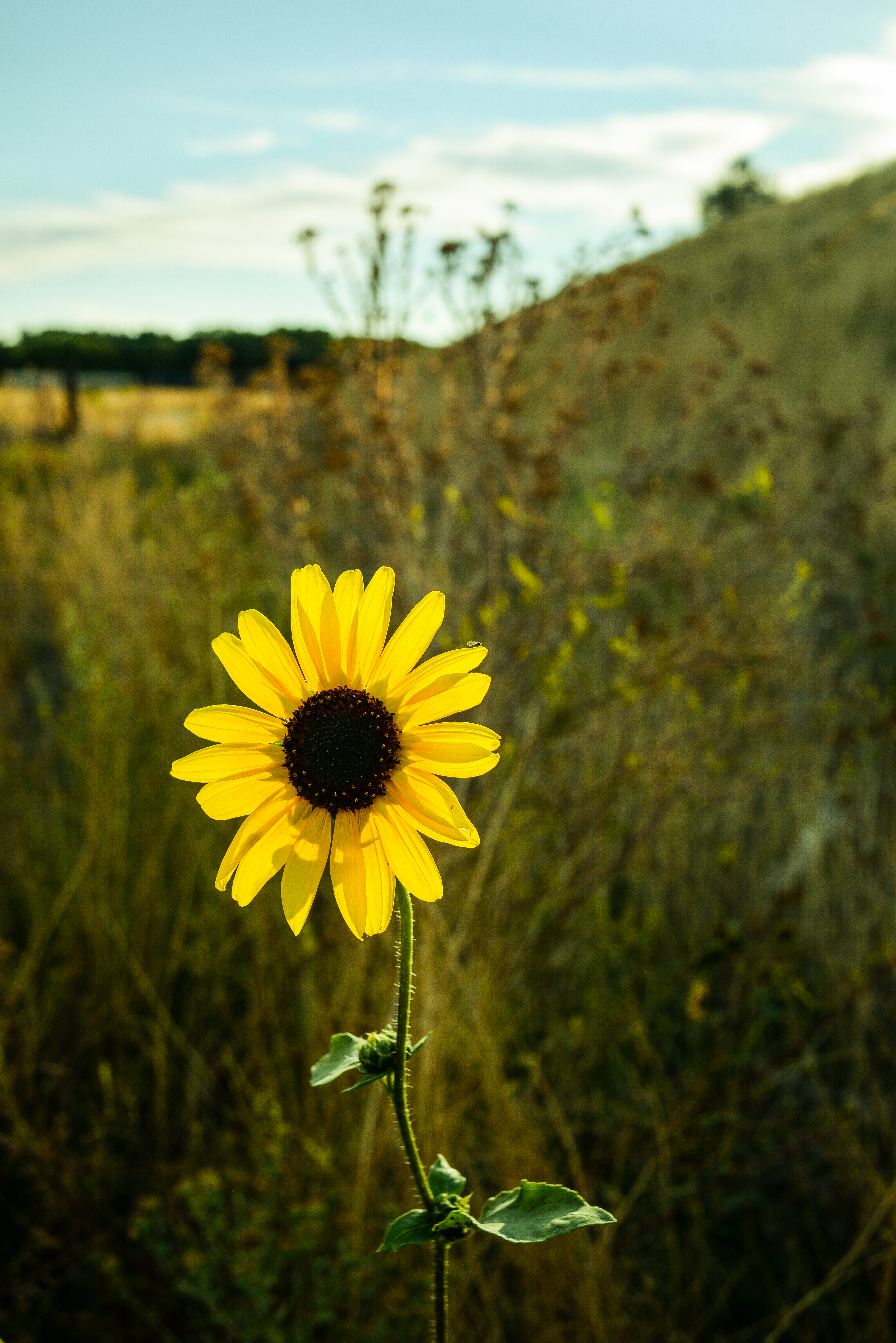 151006-sunflower-wild-grassy-hills.jpg