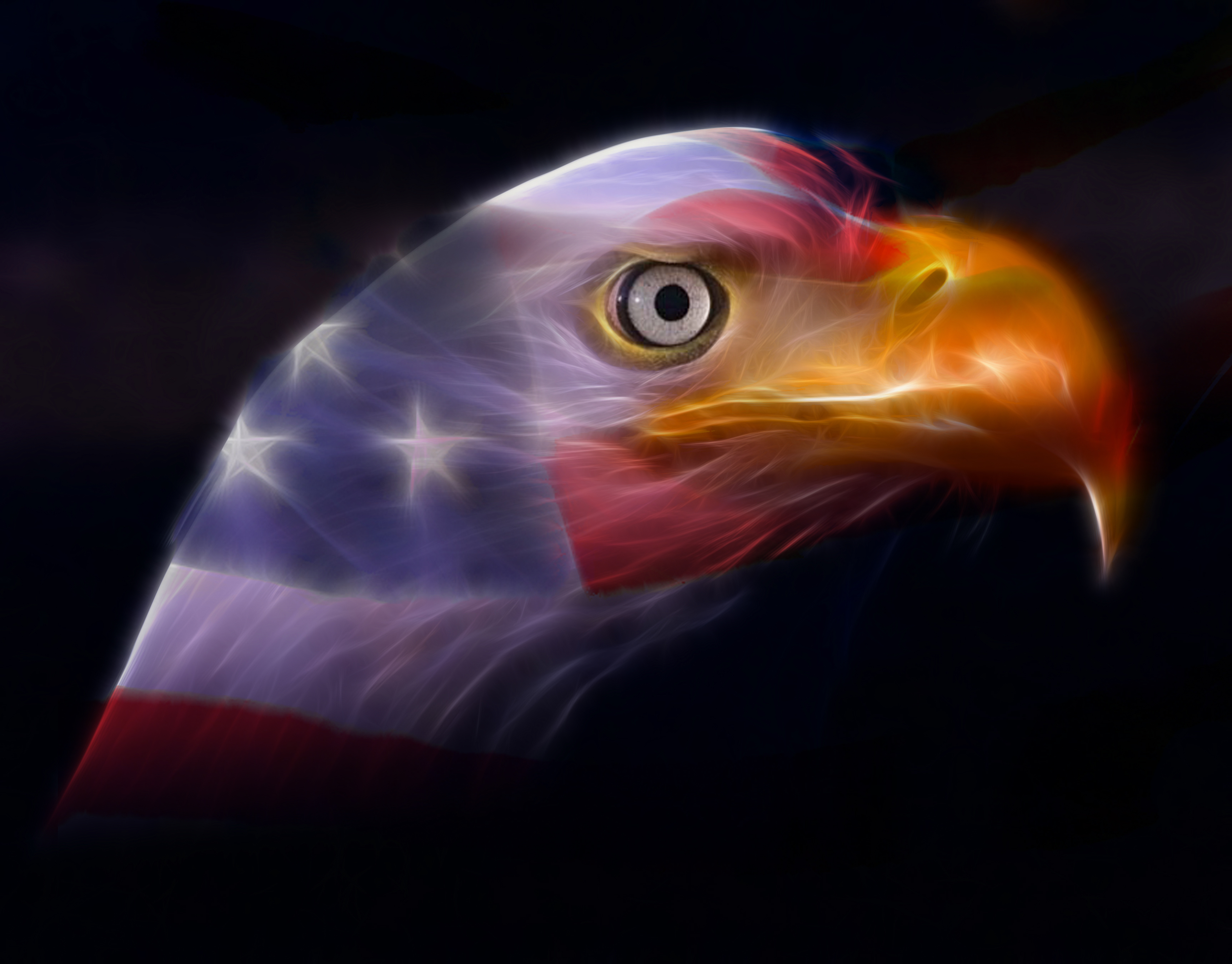 In Honor of Memorial Day 2009, the American Bald Eagle and the Red, White, and Blue of our Old Glory Flag. Land of the Free and Home of the Brave