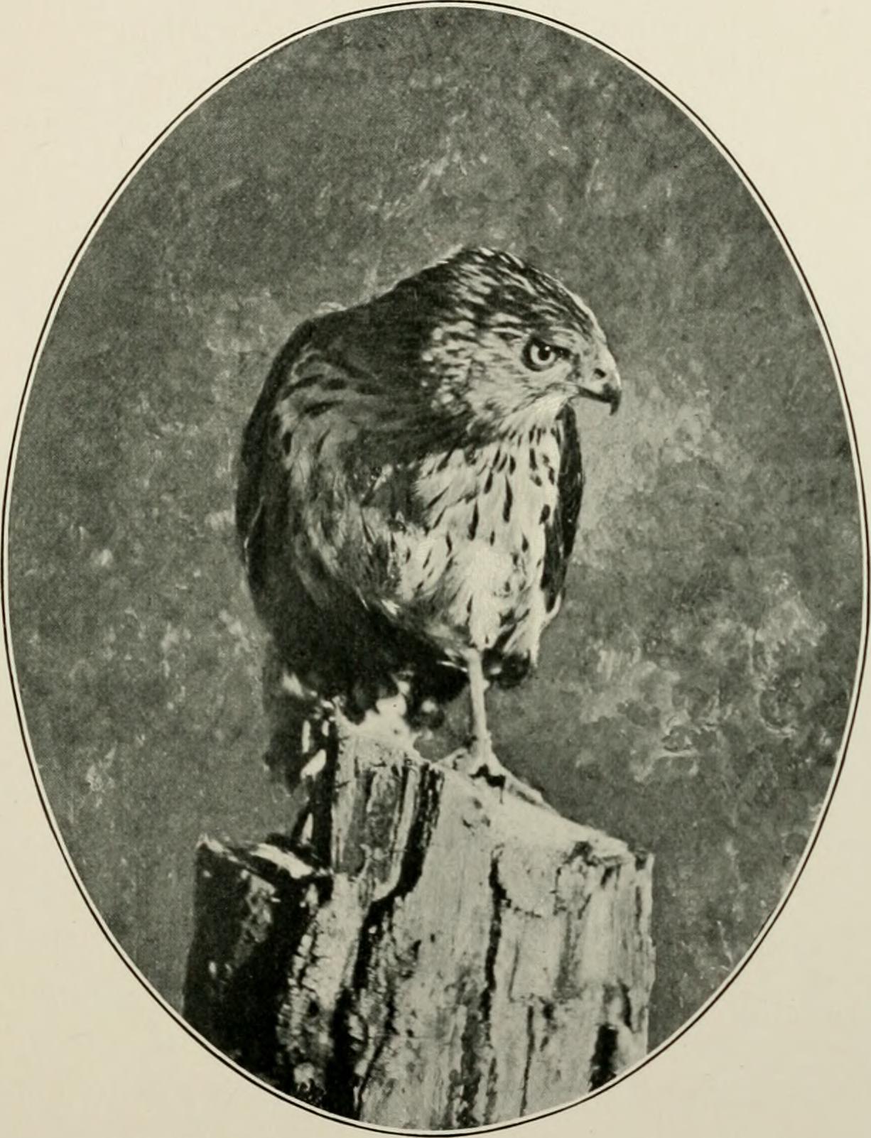 Image from page 306 of "Wild wings; adventures of a camera-hunter among the larger wild birds of North America on sea and land" (1905)