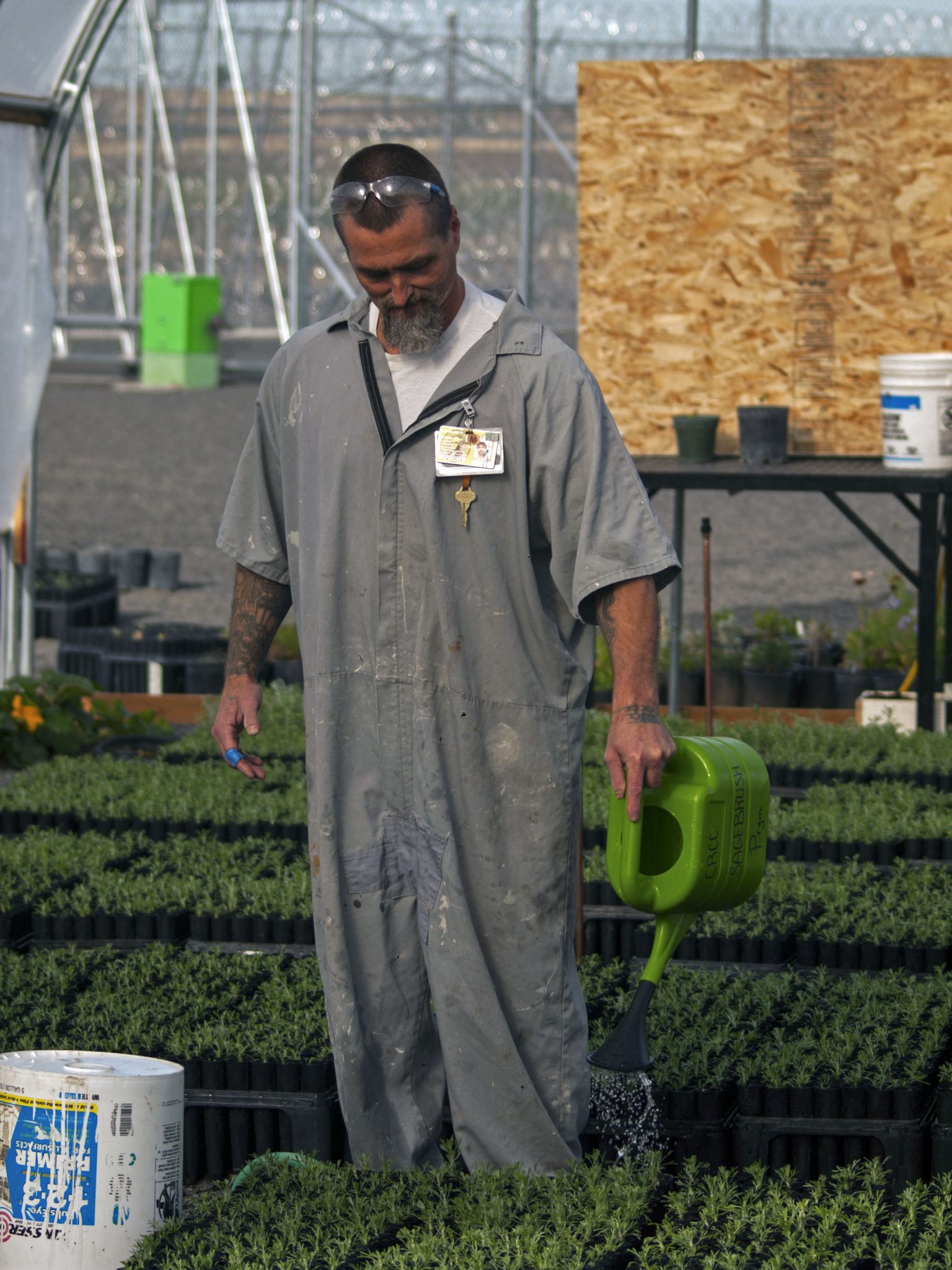 Prisoners Growing Sagebrush